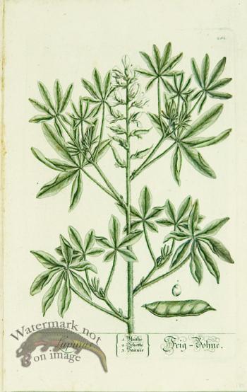 Blackwell German 085